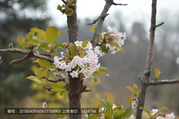 春色