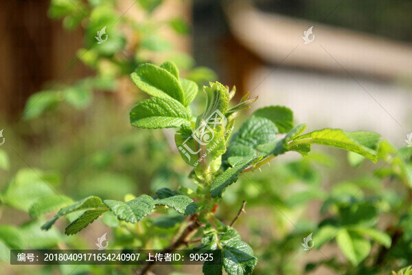 玫瑰花種植