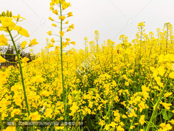 油菜花