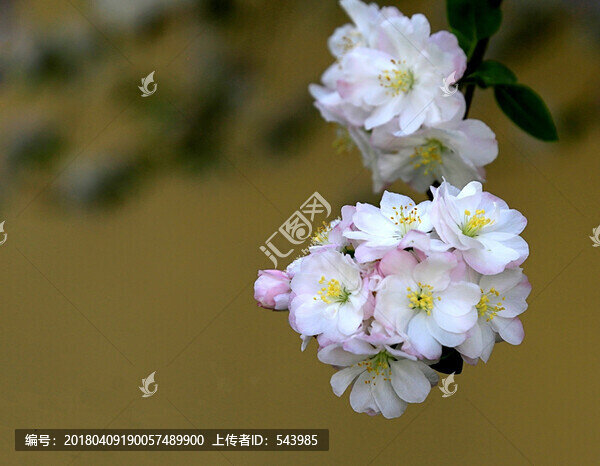 海棠花