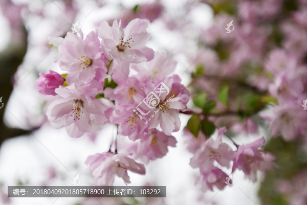 櫻花怒放