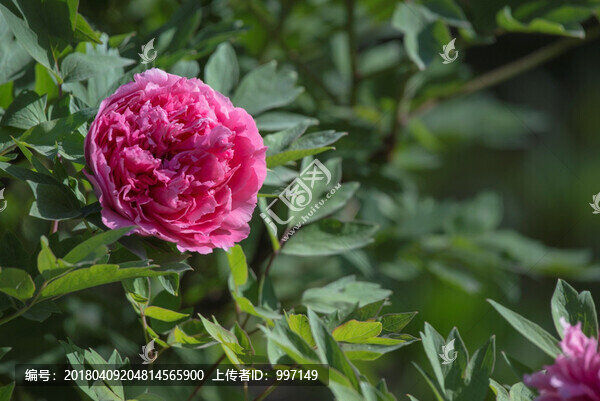 牡丹花