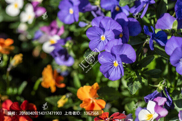 三色堇,花卉素材