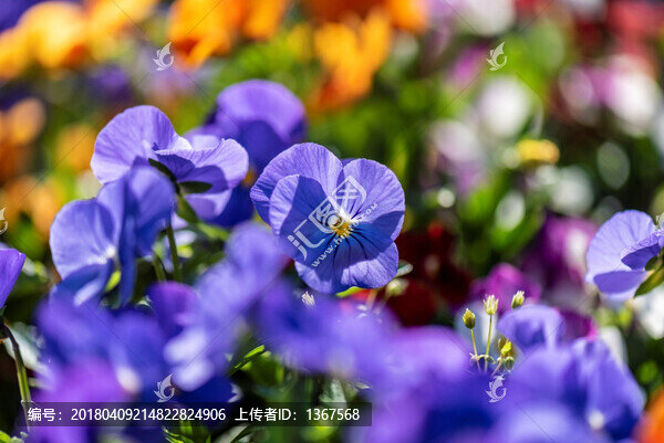 三色堇,花卉素材