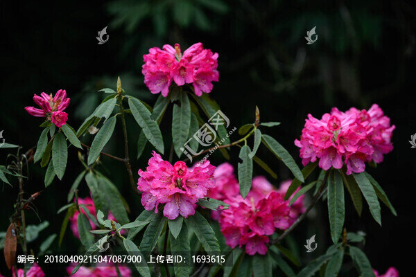 貴州畢節(jié)百里杜鵑花