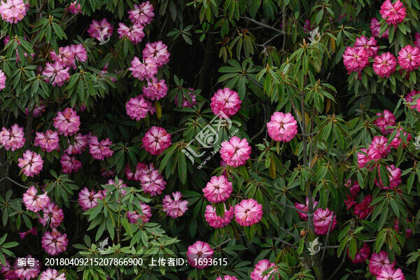 貴州畢節(jié)百里杜鵑花