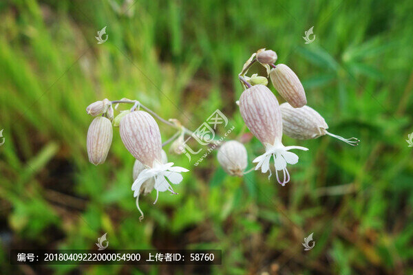 野生植物,麥瓶草