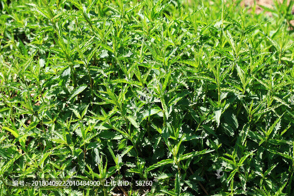 大興安嶺野生植物,蜇麻子