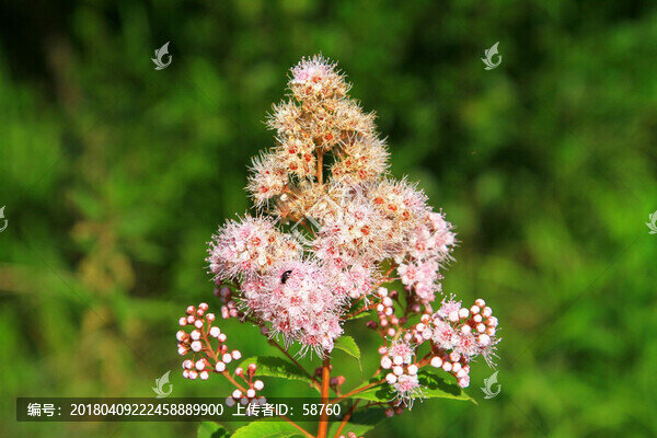 大興安嶺野生植物,繡線菊