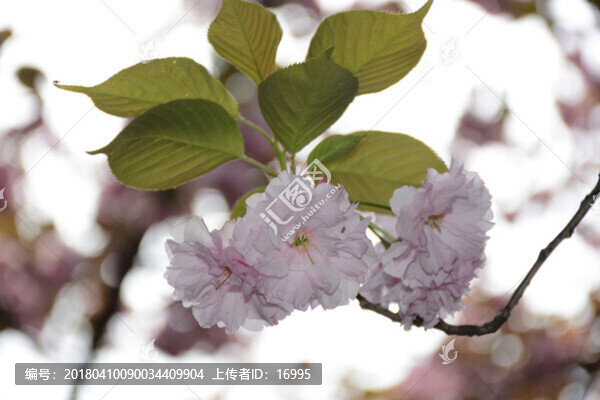 櫻花素材