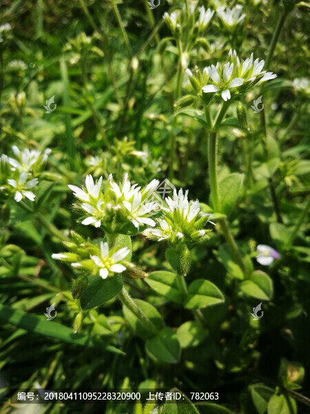 小花