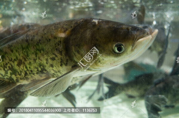新鮮雄魚