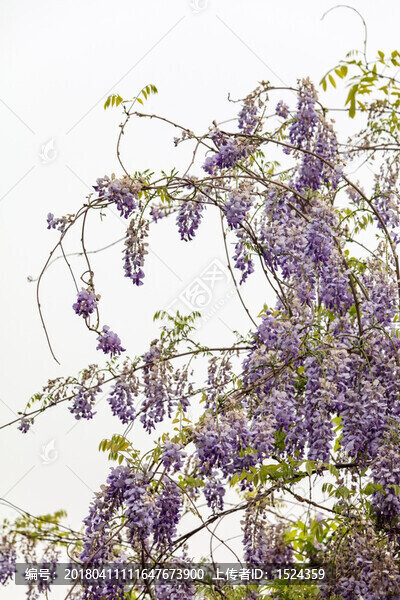 紫藤花