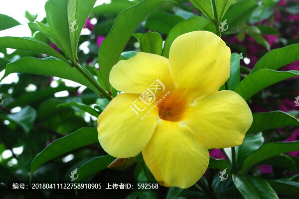 黃蟬花