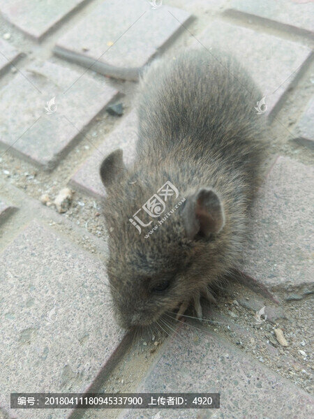 老鼠