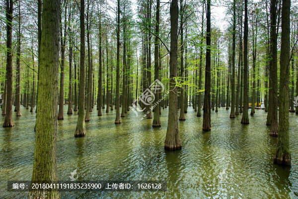 水杉林
