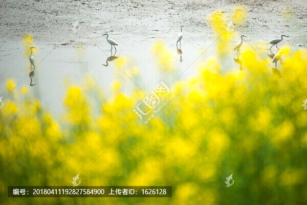 興化千島油菜花