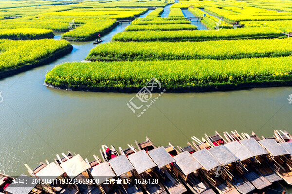 興化千島油菜花
