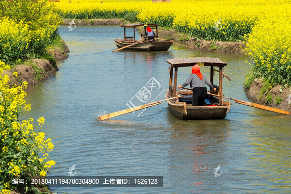 興化千島油菜花