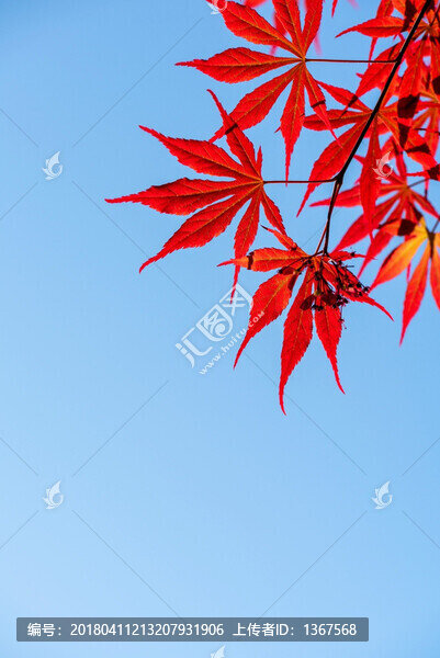 紅楓葉子