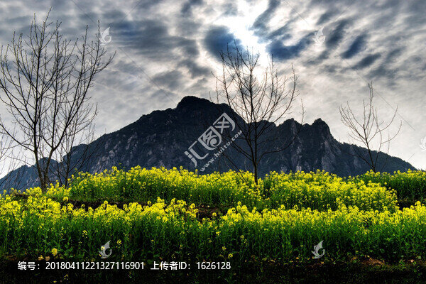 皖南山村油菜花開