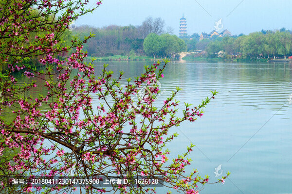 桃花和遠(yuǎn)處的大明寺