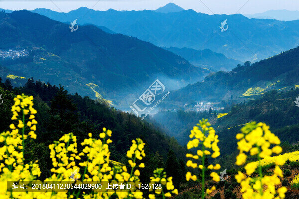 皖南山村油菜花開