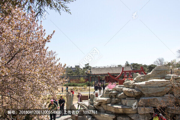 山桃花