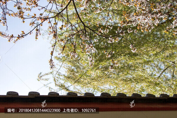 屋檐旁的山桃花