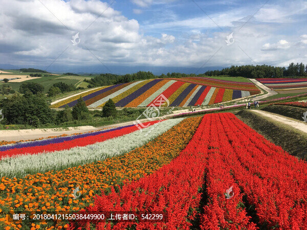 北海道美瑛四季彩之丘