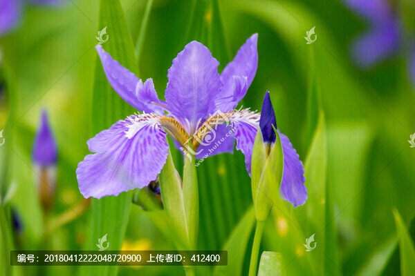藍(lán)色鳶尾