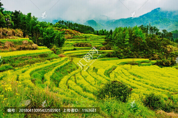 靈山油菜花
