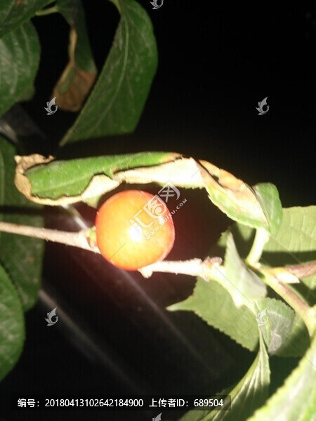 櫻桃