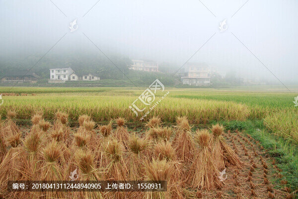 稻田