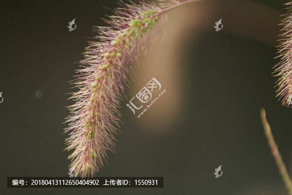 狗尾巴草