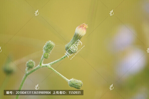 野菊花