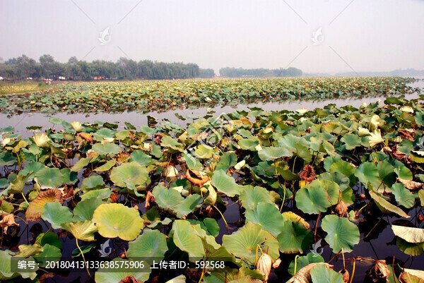 白洋淀景區(qū)