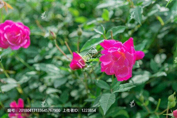 玫瑰花