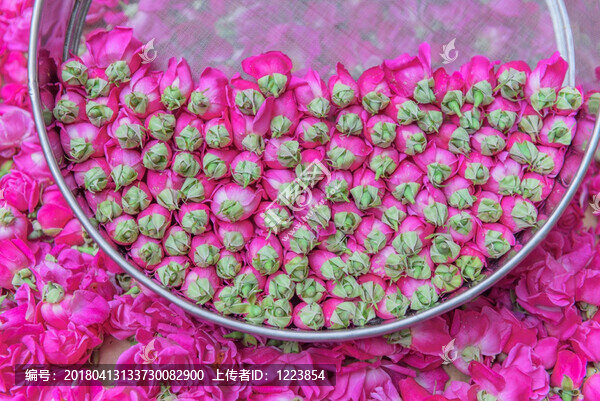 玫瑰花蕾