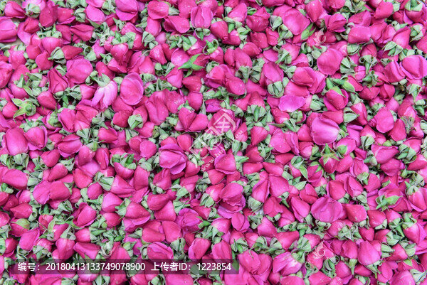 玫瑰花蕾