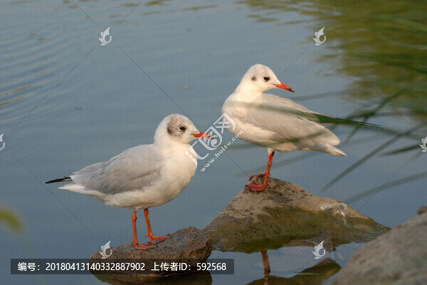 紅嘴鷗