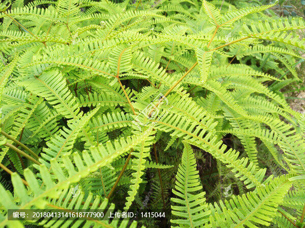 蕨類植物,綠色背景