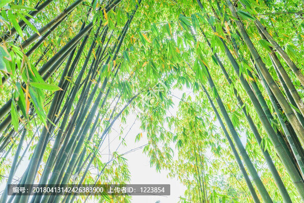 竹林竹葉
