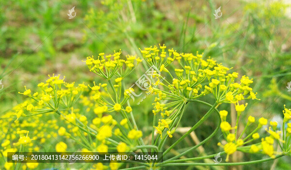 菜花,黃色小花,春天