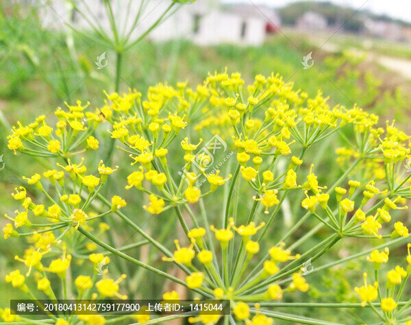 菜花,黃色小花,黃花,花卉,春