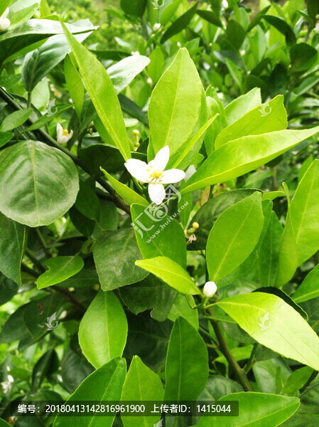 橘子花,春天,花朵,盛開,背景