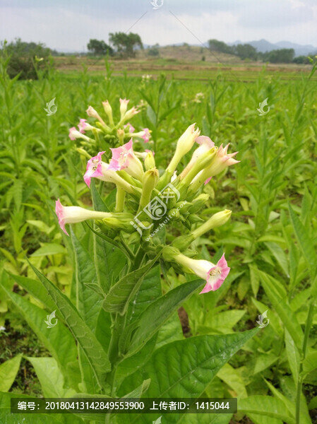 煙草,煙草花,煙草地,植物