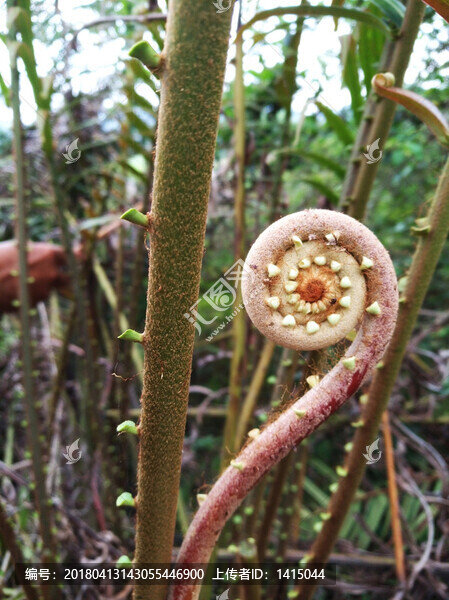 蕨菜,厥,蕨類,植物