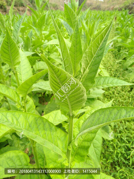 煙草,背景,煙草地,植物