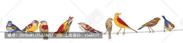 一群小鳥,分層